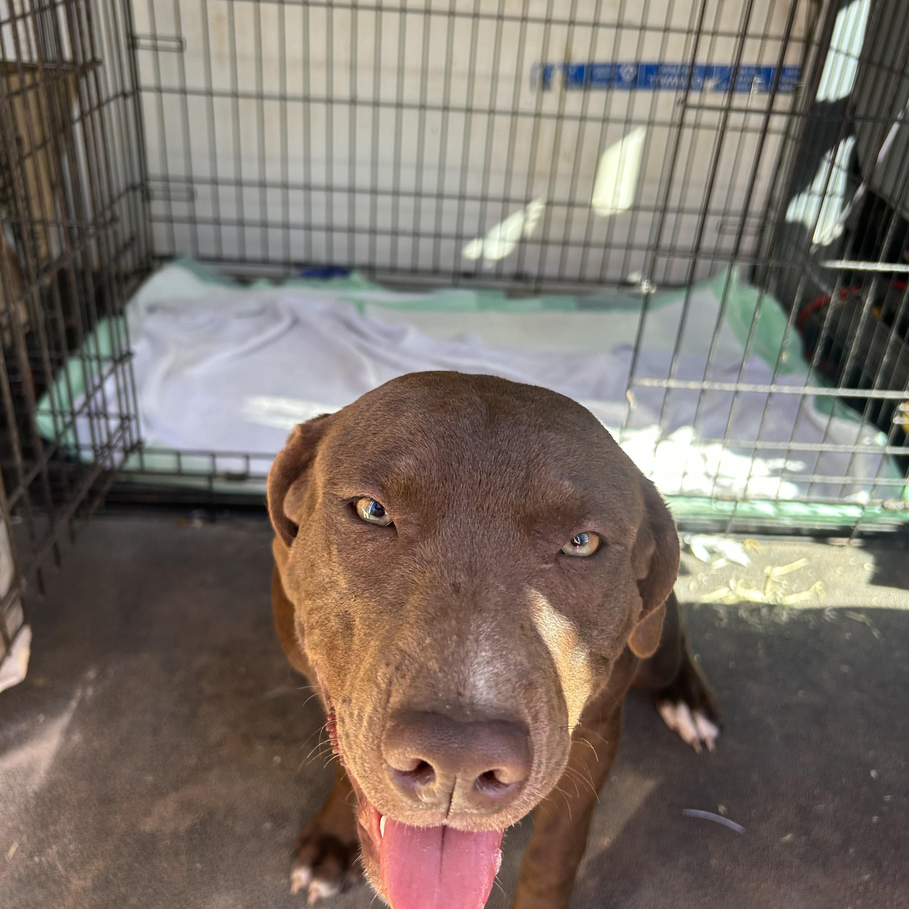 Darriah, a Adoptable mixed breed in Texarkana, TX image 3/3
