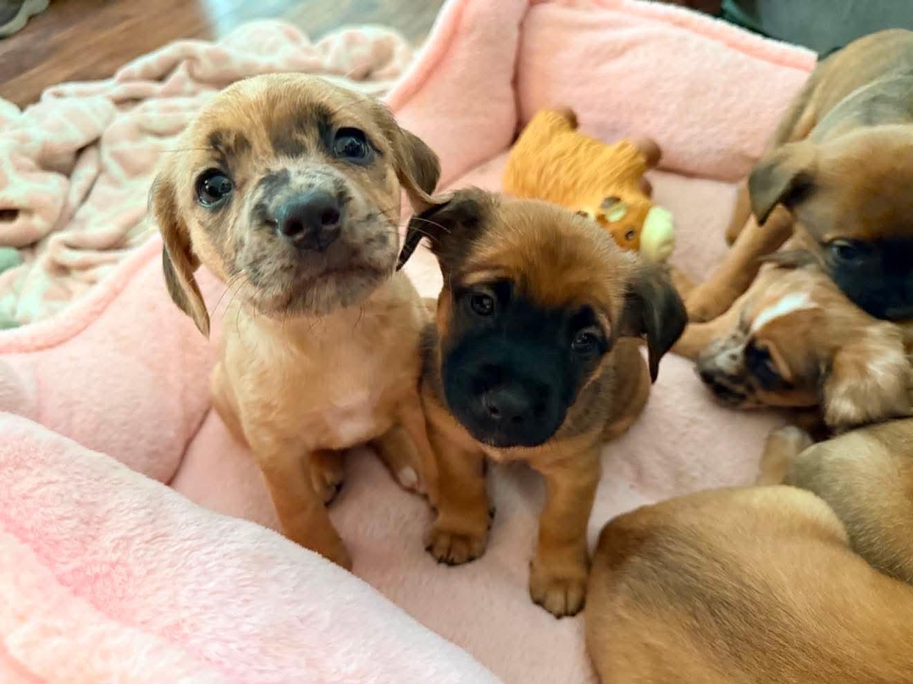 Starla, Adoptable, Puppy Female Dachshund & Golden Retriever.