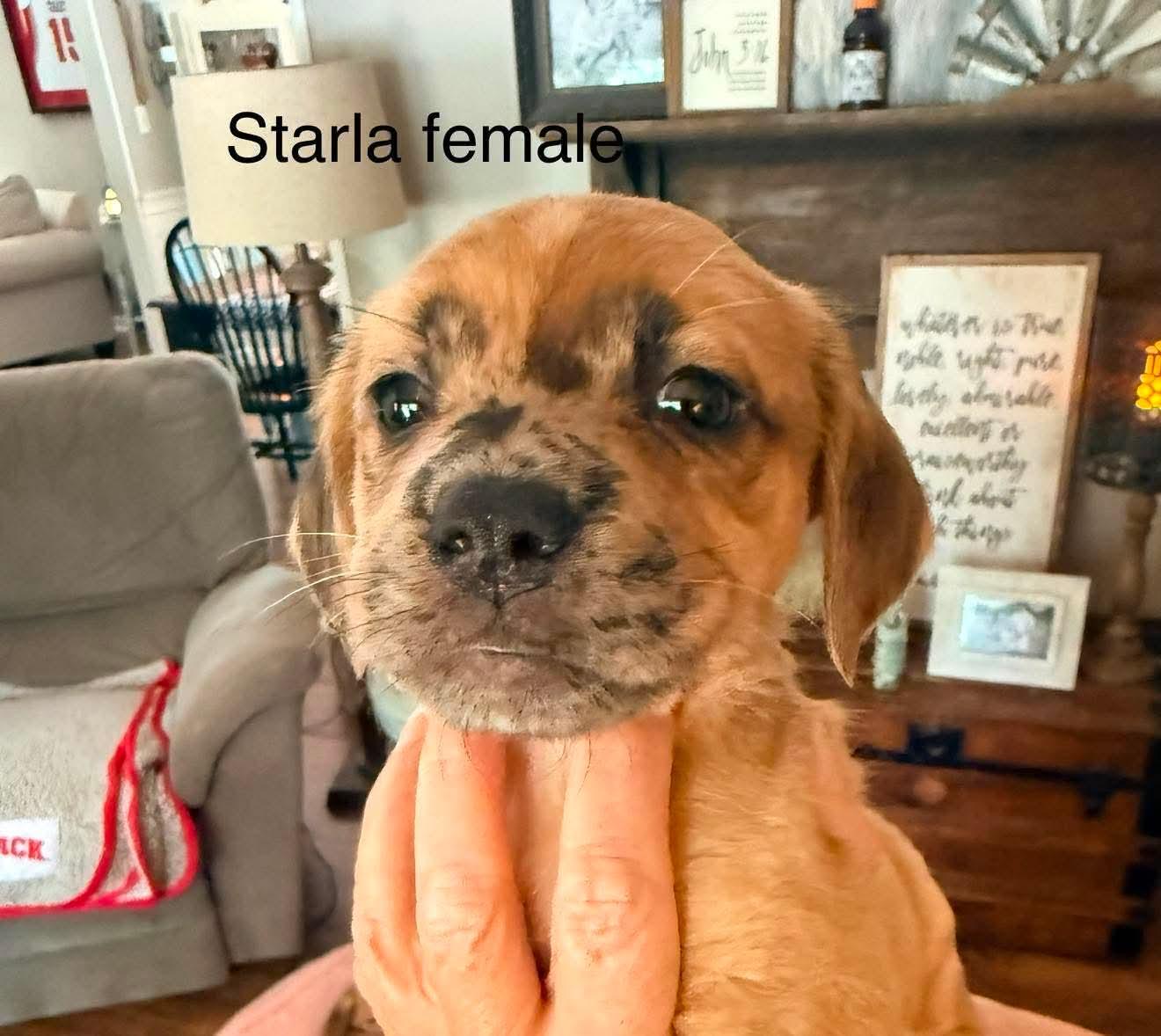 Starla, a Adoptable mixed breed in Roxboro, NC image 2/3