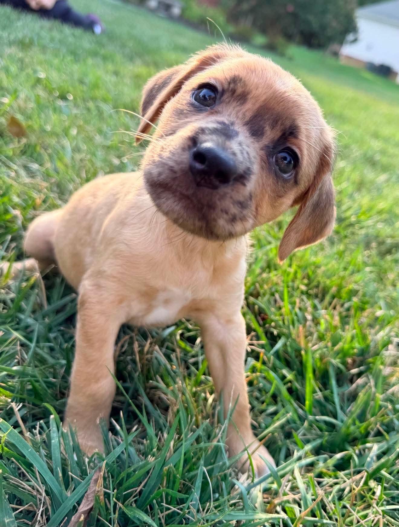Starla, a Adoptable mixed breed in Roxboro, NC image 3/3