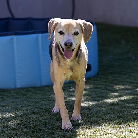 Carter, Adoptable, Senior Male Beagle.