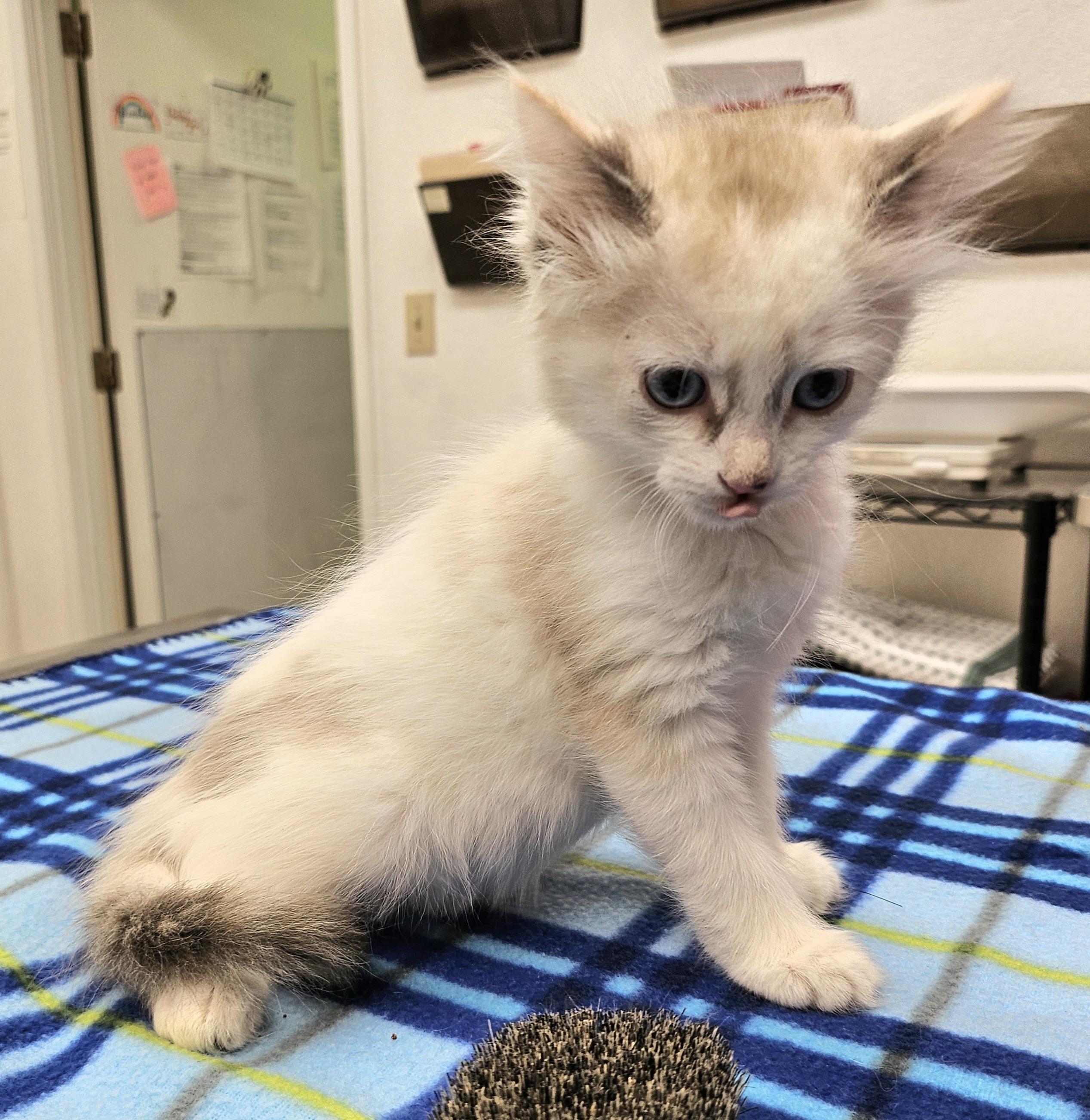 Sage, Adoptable, Kitten Female Domestic Medium Hair.