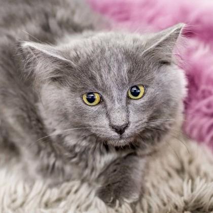 Eureka, Adoptable, Kitten Female Domestic Long Hair & Domestic Short Hair.