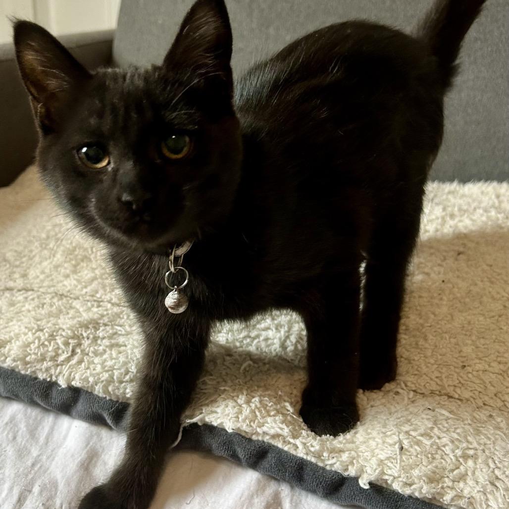 Cyprus, Adoptable, Kitten Female Domestic Short Hair.