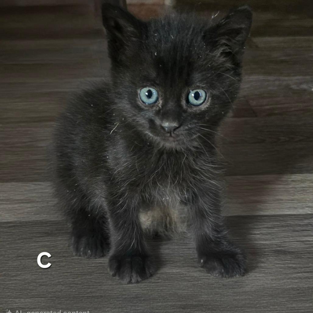 Cyprus, Adoptable, Kitten Female Domestic Short Hair.