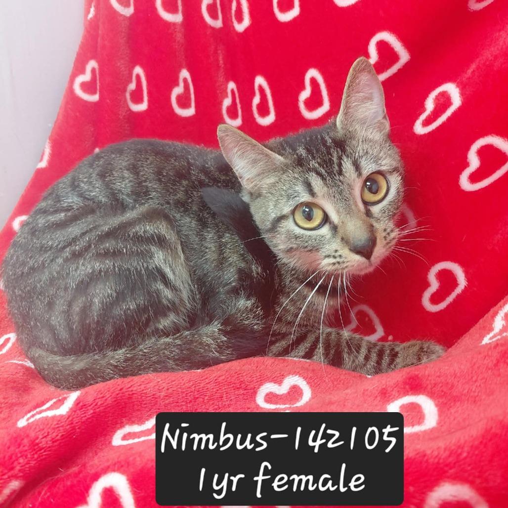 Nimbus, Adoptable, Young Female Domestic Short Hair.