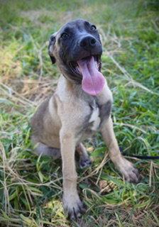 Patriot, Adoptable, Puppy Male Black Mouth Cur & Belgian Shepherd / Malinois.
