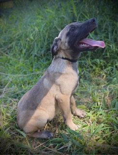 Enlarge Patriot, a Adoptable mixed breed in Pleasanton, TX image 2/3