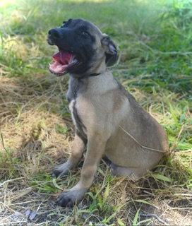 Enlarge Patriot, a Adoptable mixed breed in Pleasanton, TX image 3/3