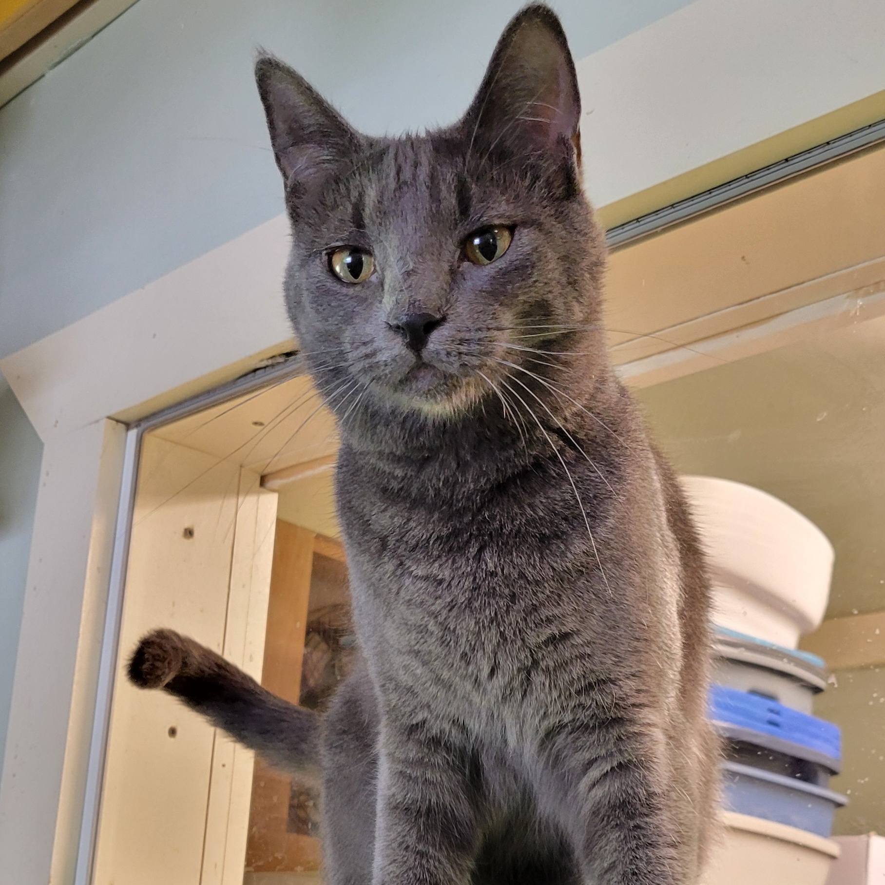 Wendy & Winnie, a Adoptable Domestic Short Hair in Tioga, PA image 5/6