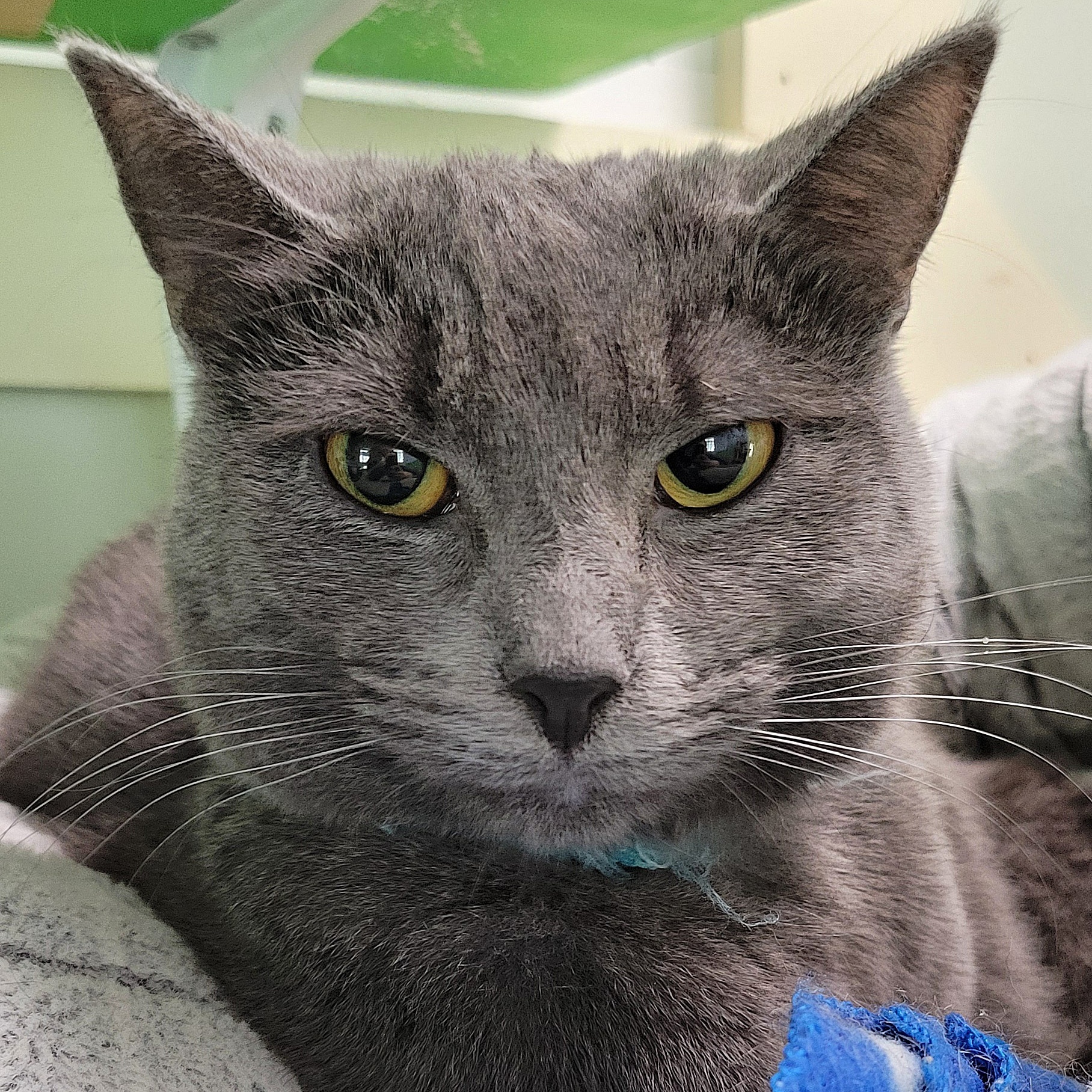 Wendy & Winnie, a Adoptable Domestic Short Hair in Tioga, PA image 4/6