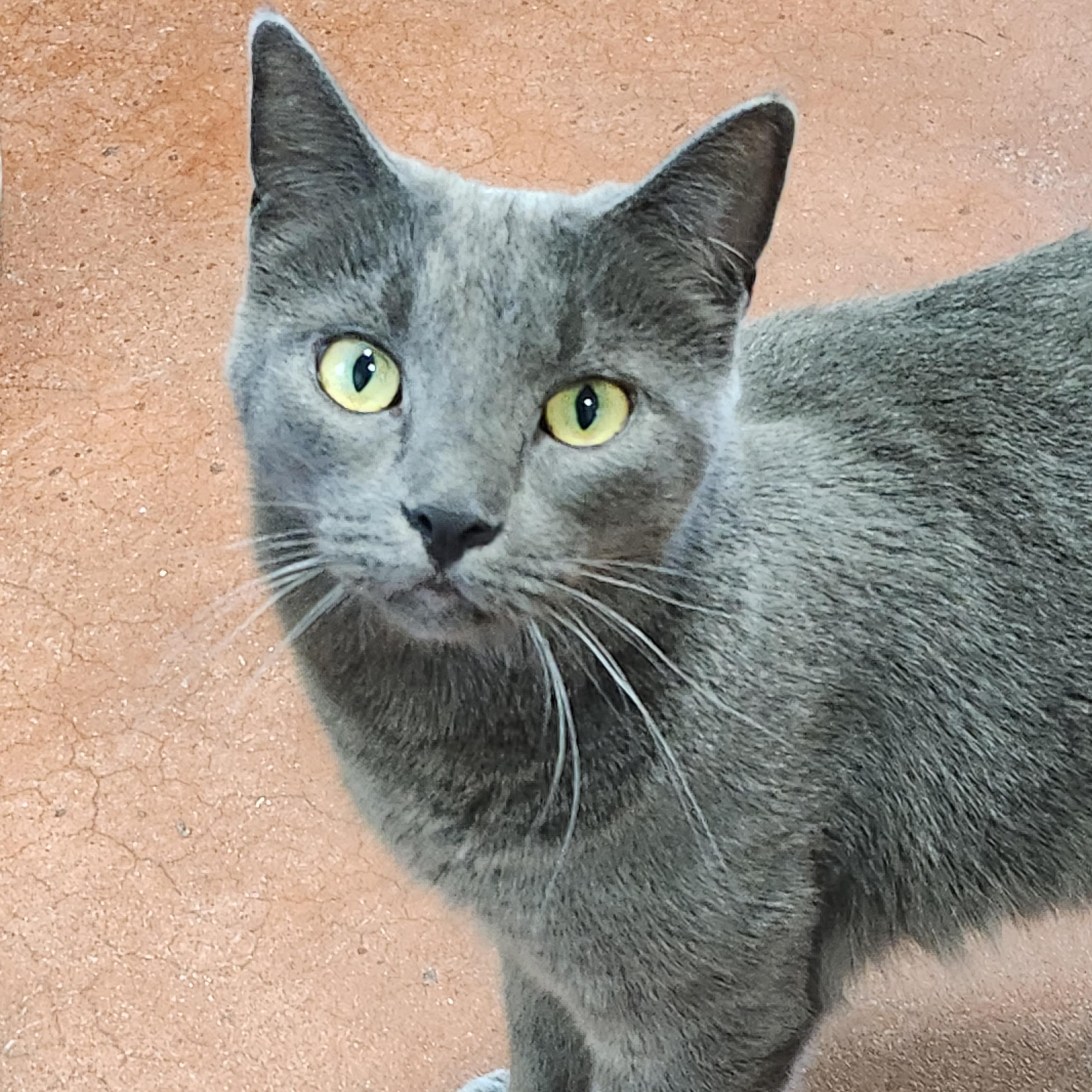 Wendy & Winnie, a Adoptable Domestic Short Hair in Tioga, PA image 3/6