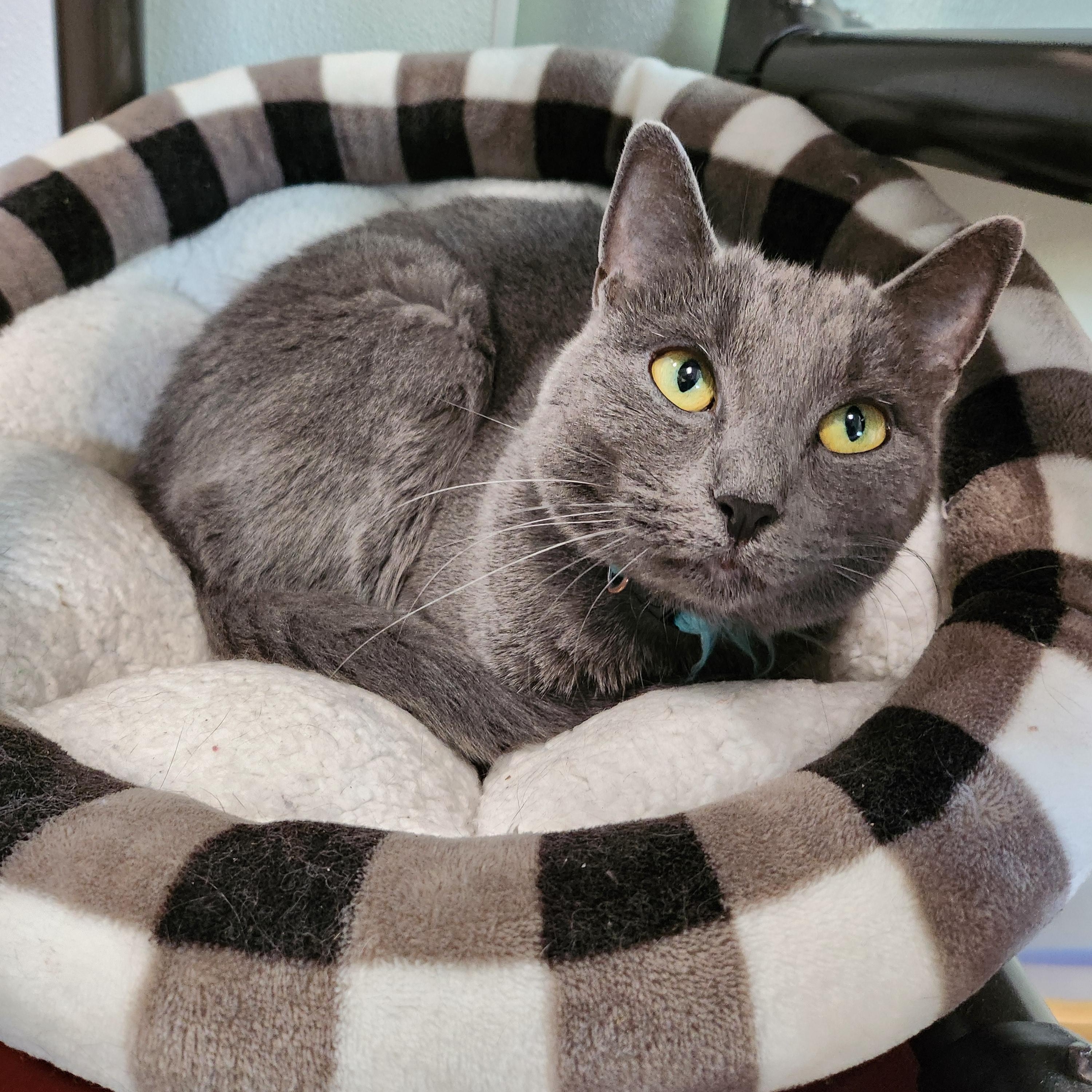 Wendy & Winnie, a Adoptable Domestic Short Hair in Tioga, PA image 6/6