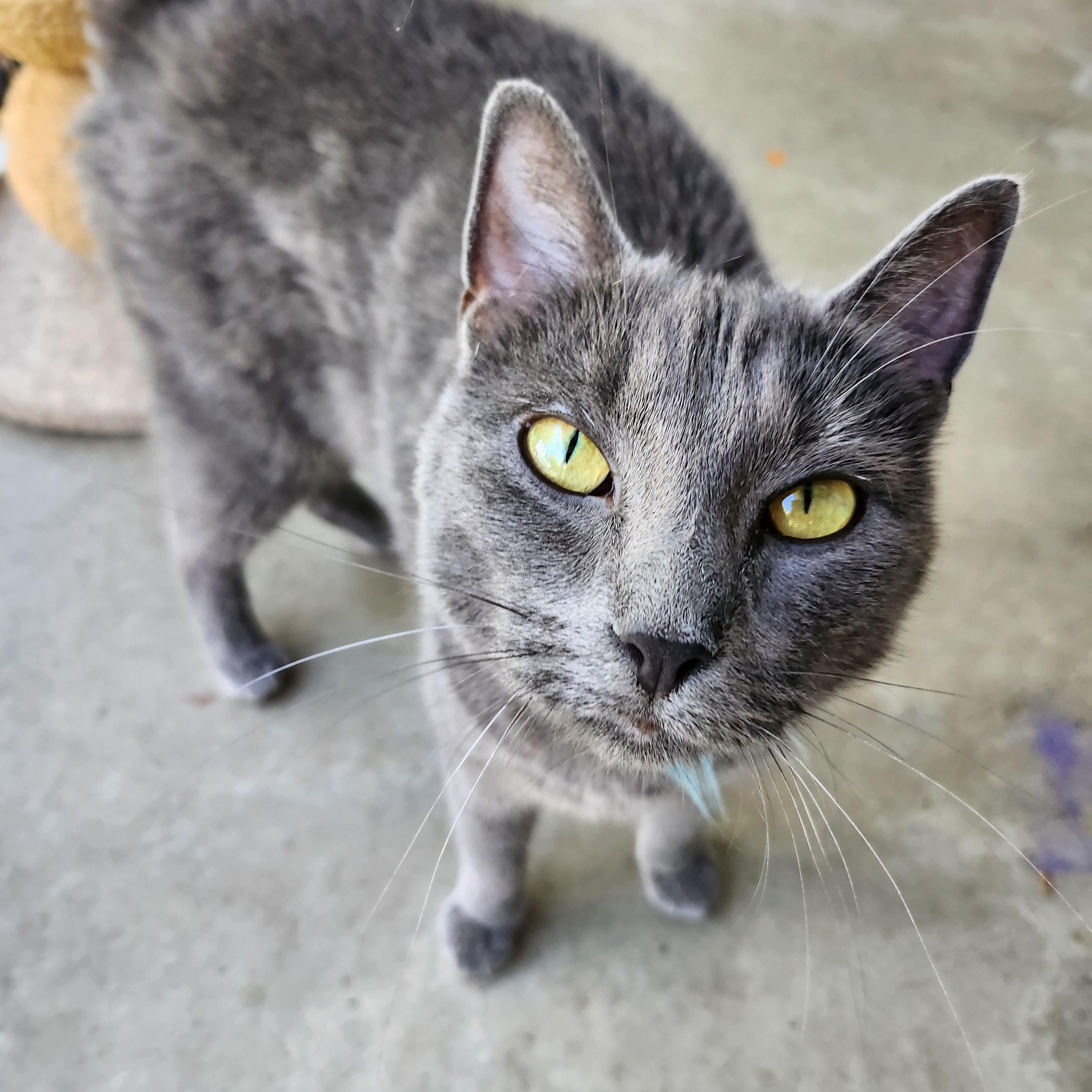 Wendy & Winnie, a Adoptable Domestic Short Hair in Tioga, PA image 2/6