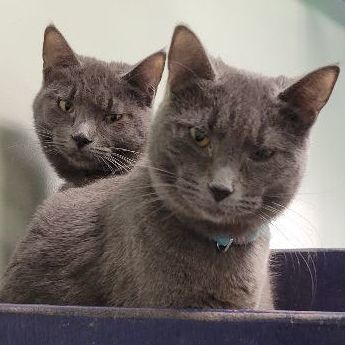 Wendy & Winnie, a Adoptable Domestic Short Hair in Tioga, PA image 1/6