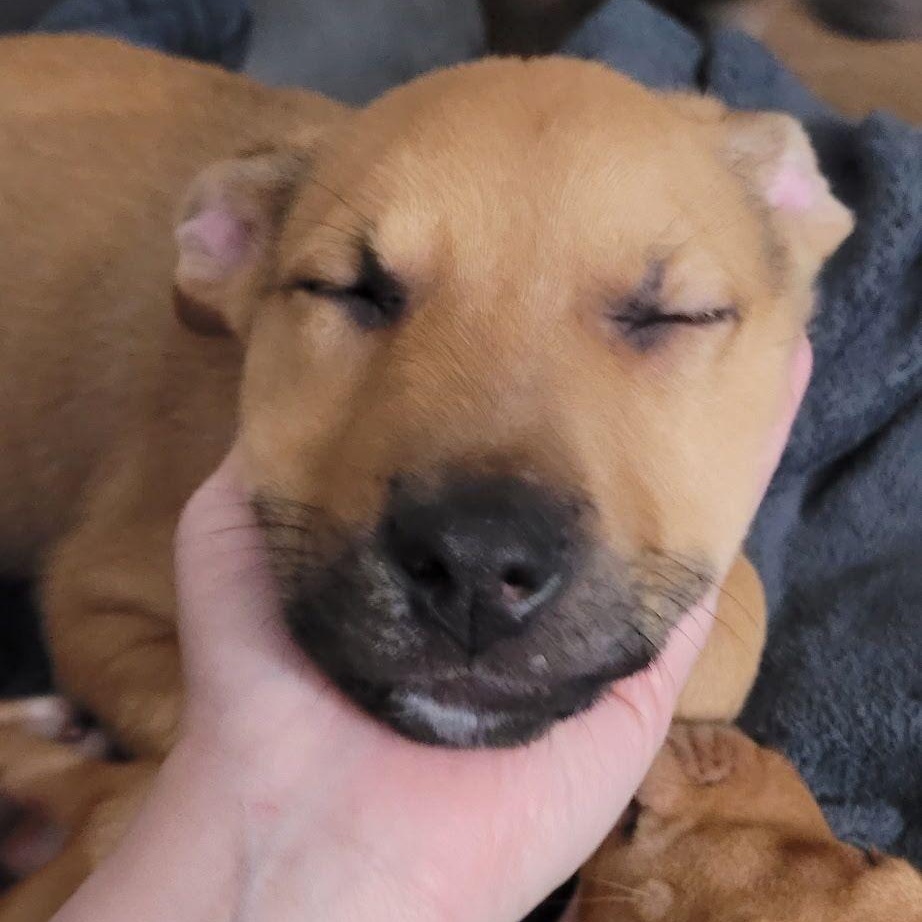 Enlarge Daryll, an adopted mixed breed in Midland, MI image 1/3