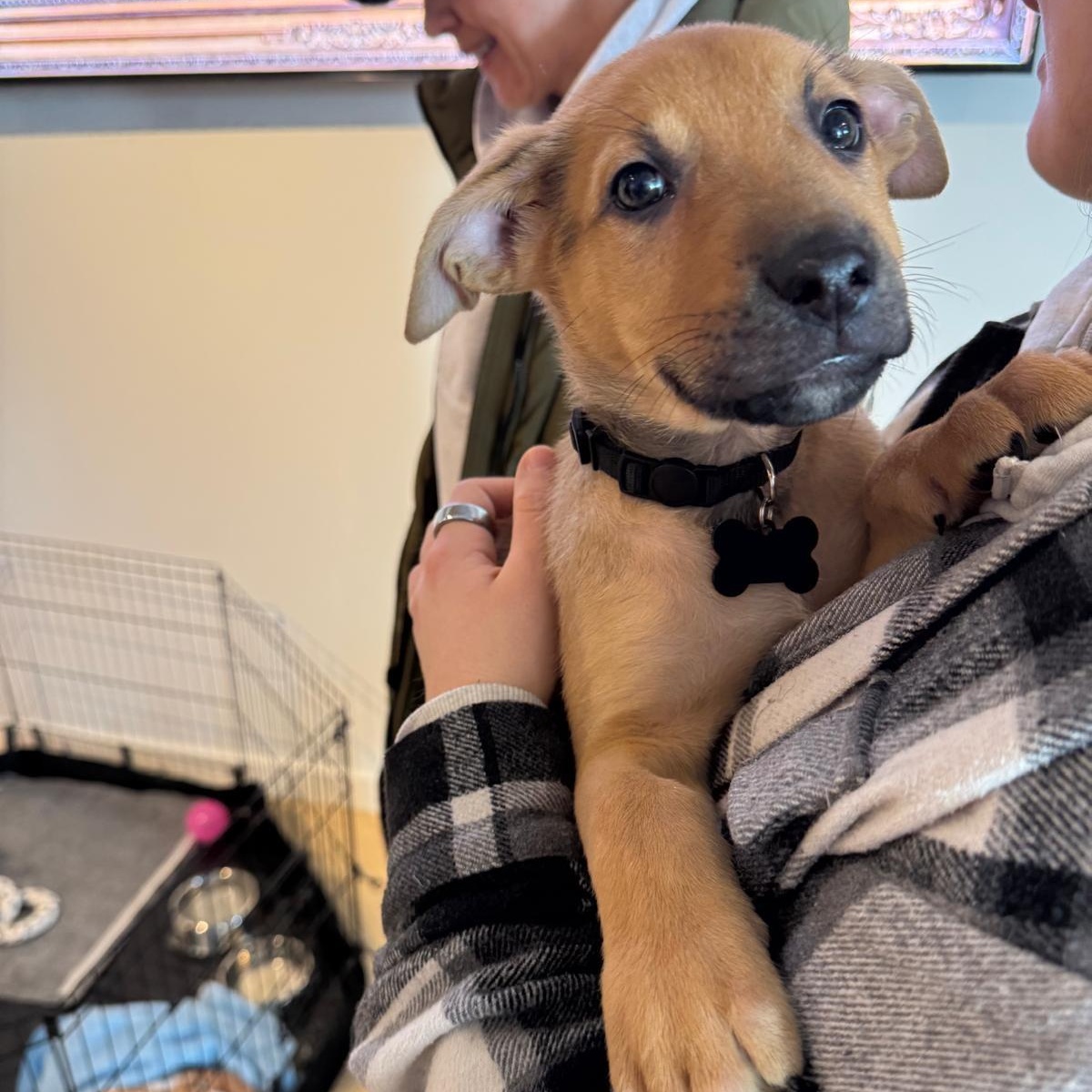 Enlarge Daryll, an adopted mixed breed in Midland, MI image 2/3