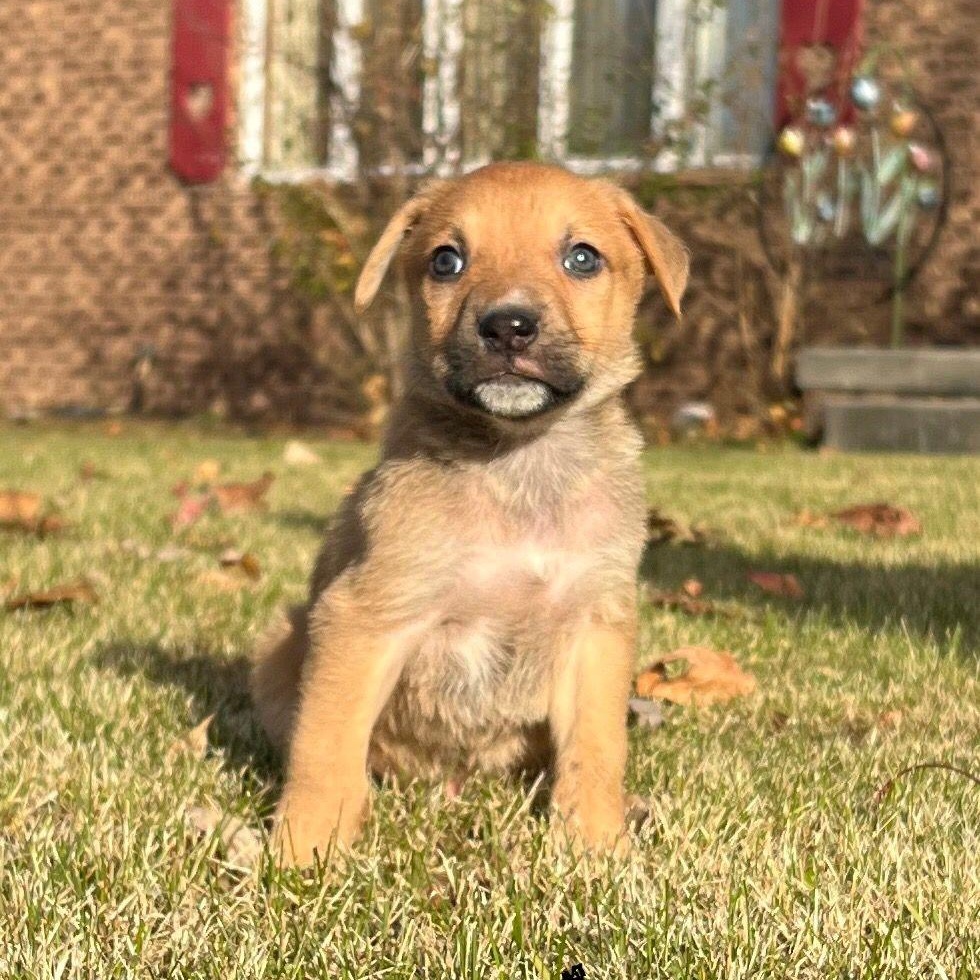 Enlarge Daryll, an adopted mixed breed in Midland, MI image 3/3