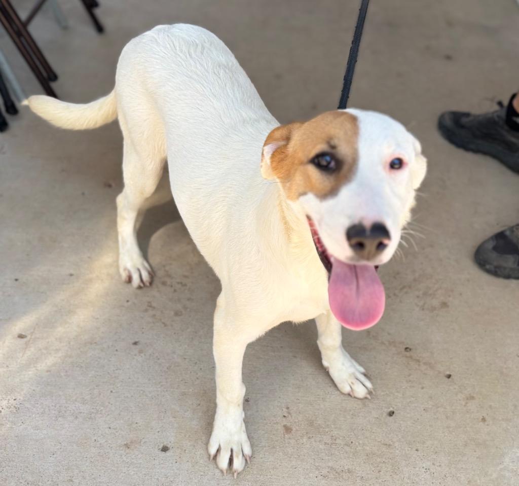Enlarge Libby, a Adoptable Mixed Breed in Batesville, AR image 1/1
