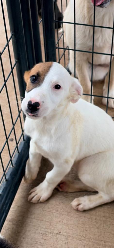 Libby, Adoptable, Puppy Female Mixed Breed.