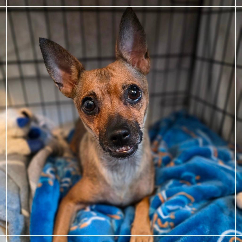 Enlarge Dorothy, a Adoptable Chihuahua in Chandler, AZ image 1/4