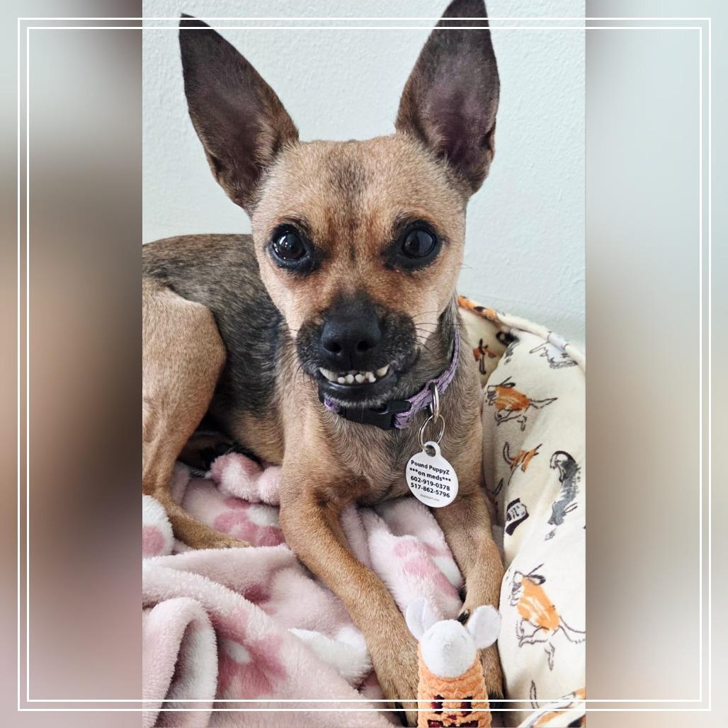 Enlarge Dorothy, a Adoptable Chihuahua in Chandler, AZ image 2/4