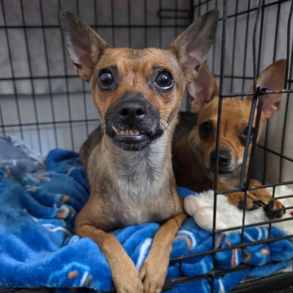 Enlarge Dorothy, a Adoptable Chihuahua in Chandler, AZ image 3/4