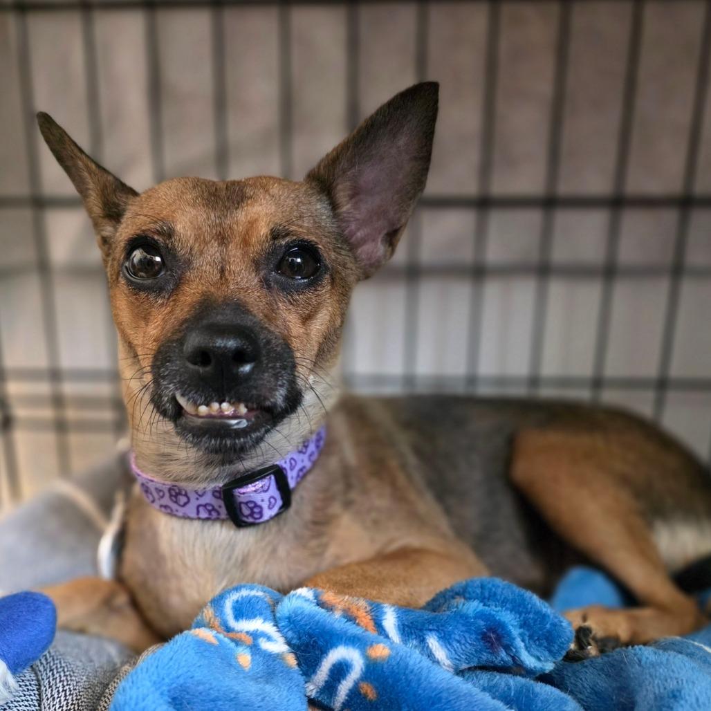 Enlarge Dorothy, a Adoptable Chihuahua in Chandler, AZ image 4/4