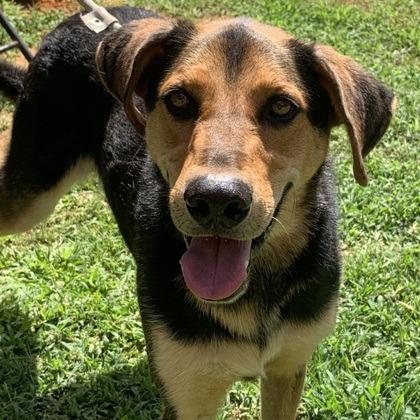 Skip, a Adoptable mixed breed in Tyler, TX image 1/3