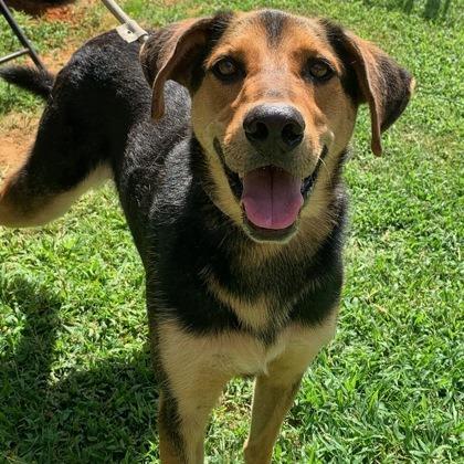 Skip, a Adoptable mixed breed in Tyler, TX image 2/3