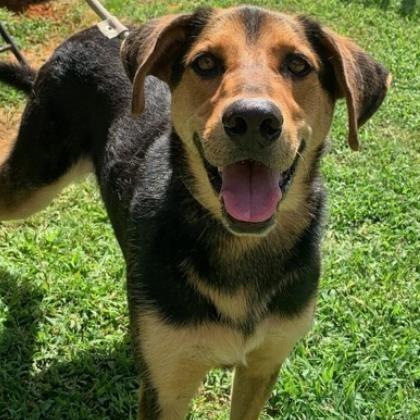 Skip, a Adoptable mixed breed in Tyler, TX image 3/3