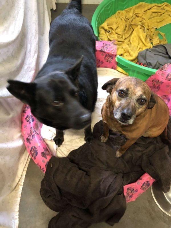 Sunshine and Wolfie, Adoptable, Adult Female Shepherd.