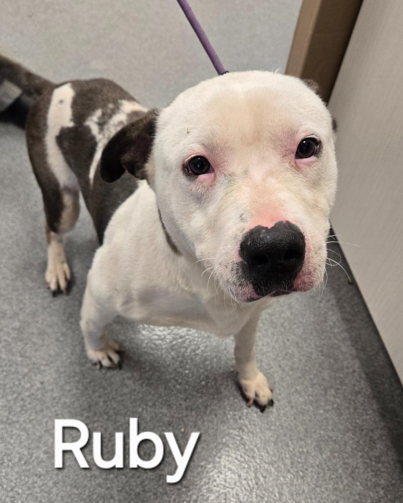 Enlarge Ruby Yrly 87, a Adoptable Pit Bull Terrier in Sidney, OH image 1/4
