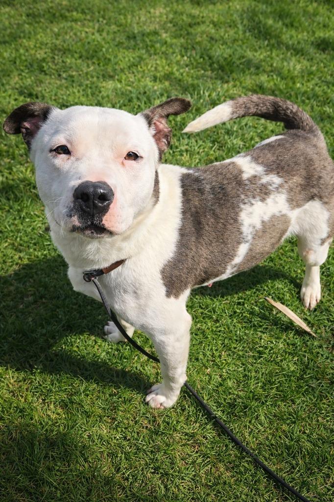 Enlarge Ruby Yrly 87, a Adoptable Pit Bull Terrier in Sidney, OH image 2/4