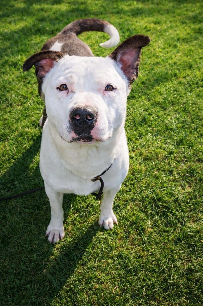 Enlarge Ruby Yrly 87, a Adoptable Pit Bull Terrier in Sidney, OH image 3/4