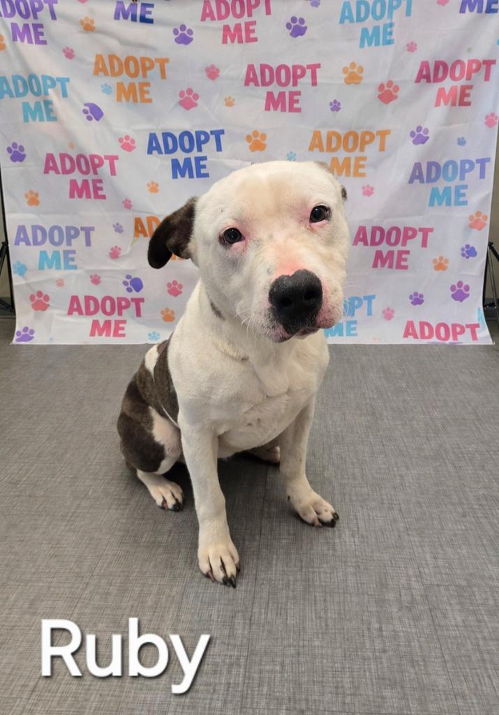 Enlarge Ruby Yrly 87, a Adoptable Pit Bull Terrier in Sidney, OH image 4/4