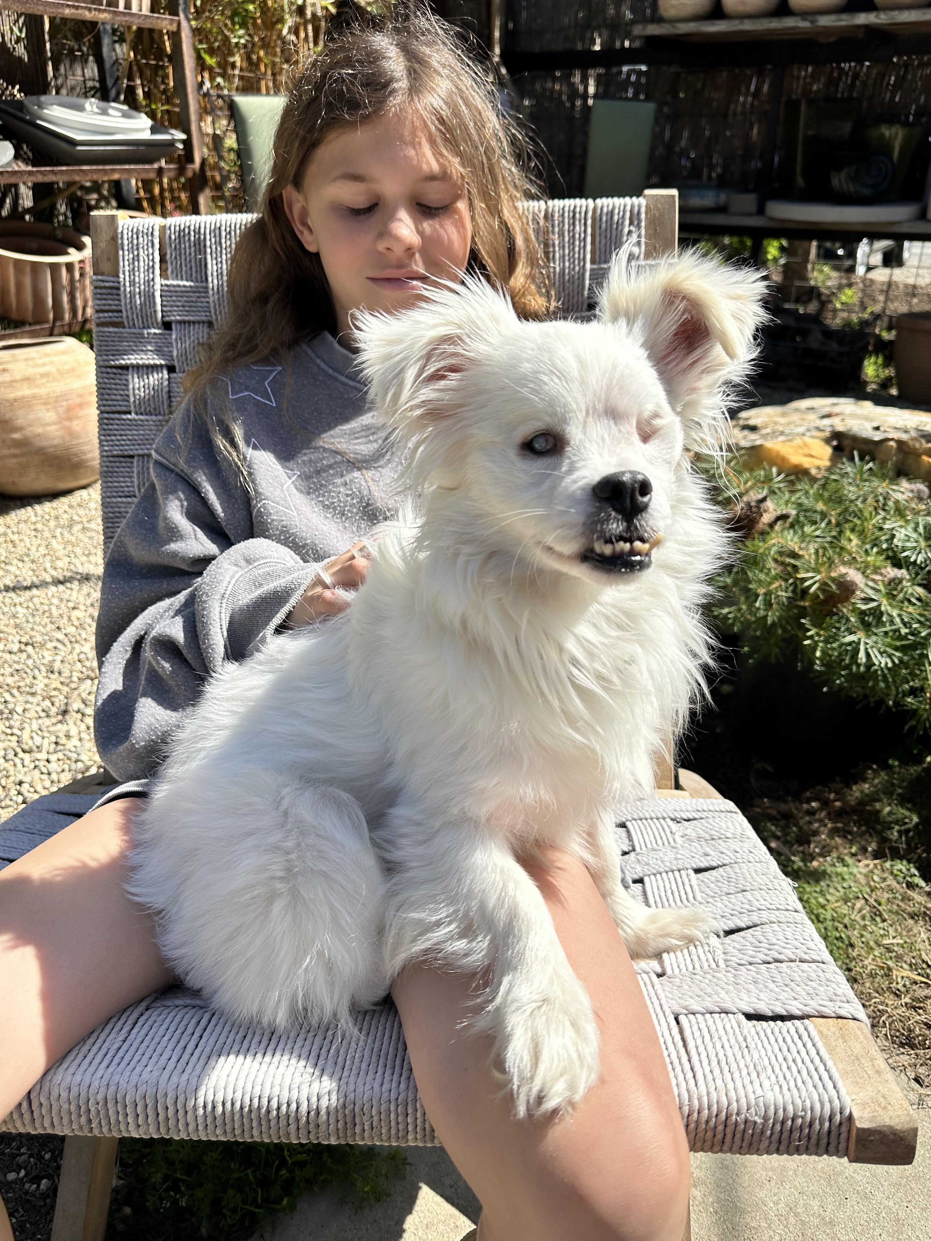 Malcolm, Adoptable, Adult Male Pomeranian.