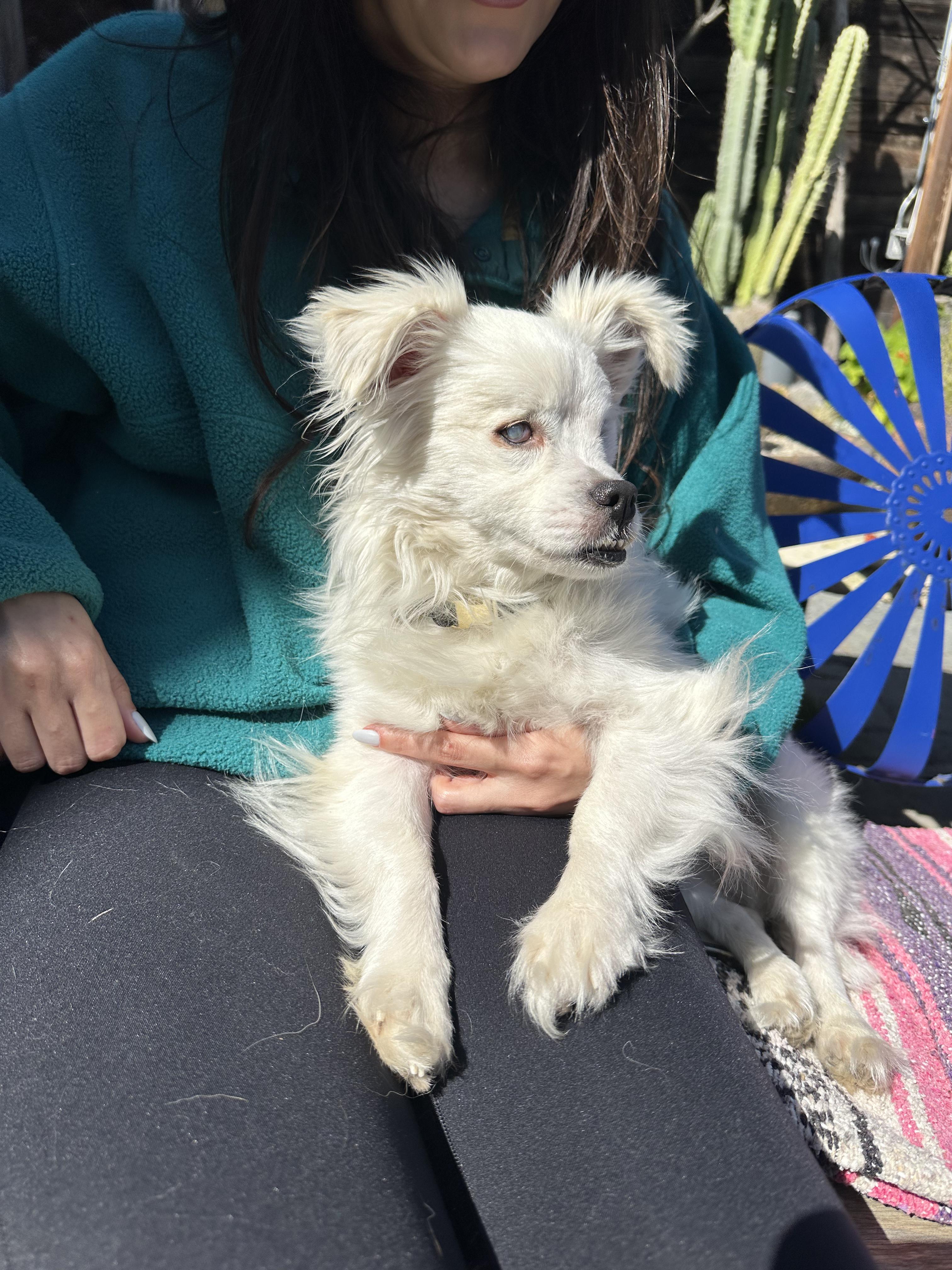 Malcolm, a Adoptable mixed breed in Los Angeles, CA image 2/4