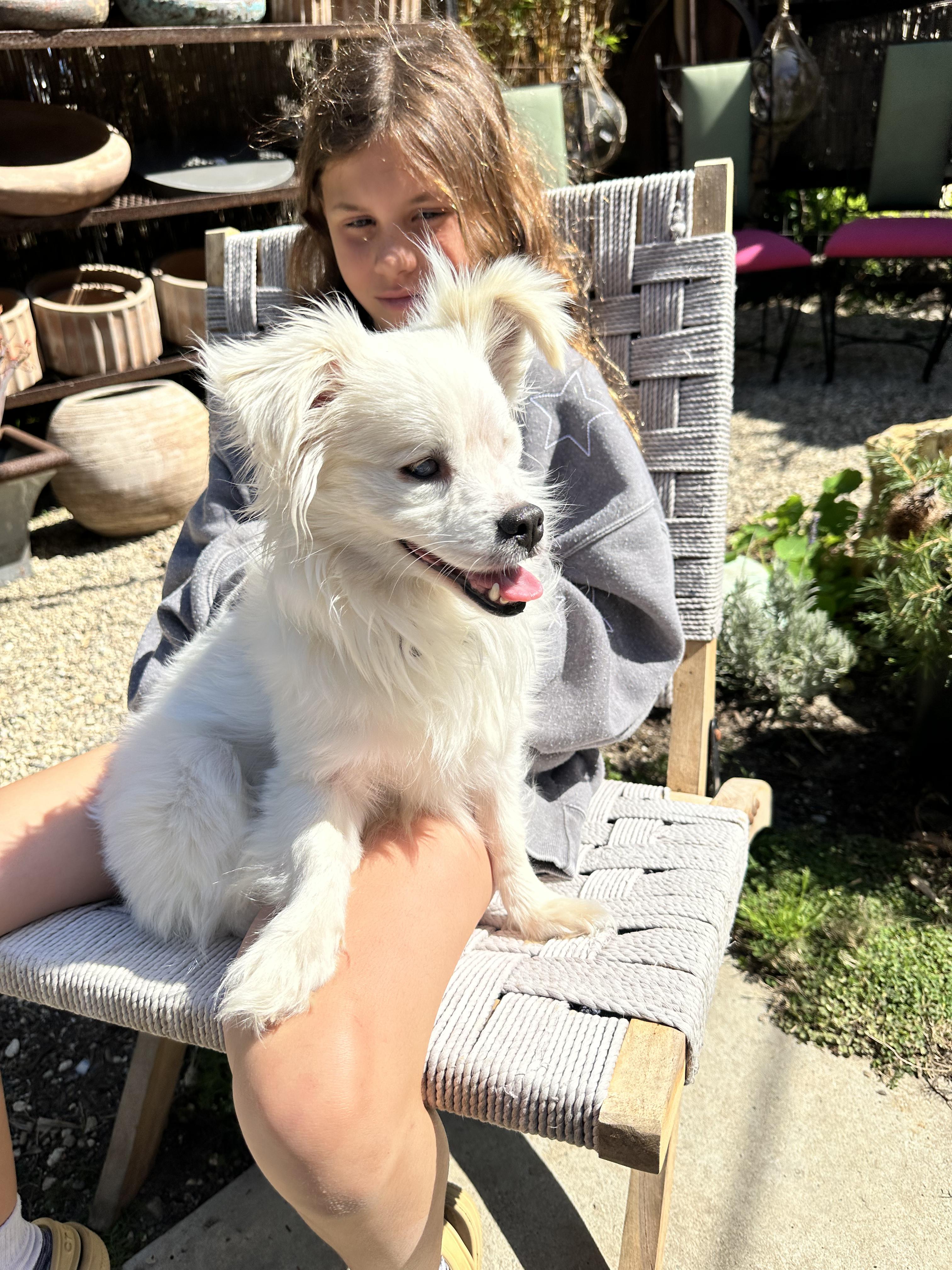 Malcolm, a Adoptable mixed breed in Los Angeles, CA image 3/4