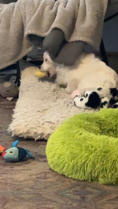 Enlarge Malcolm, a Adoptable mixed breed in Los Angeles, CA video 4/4