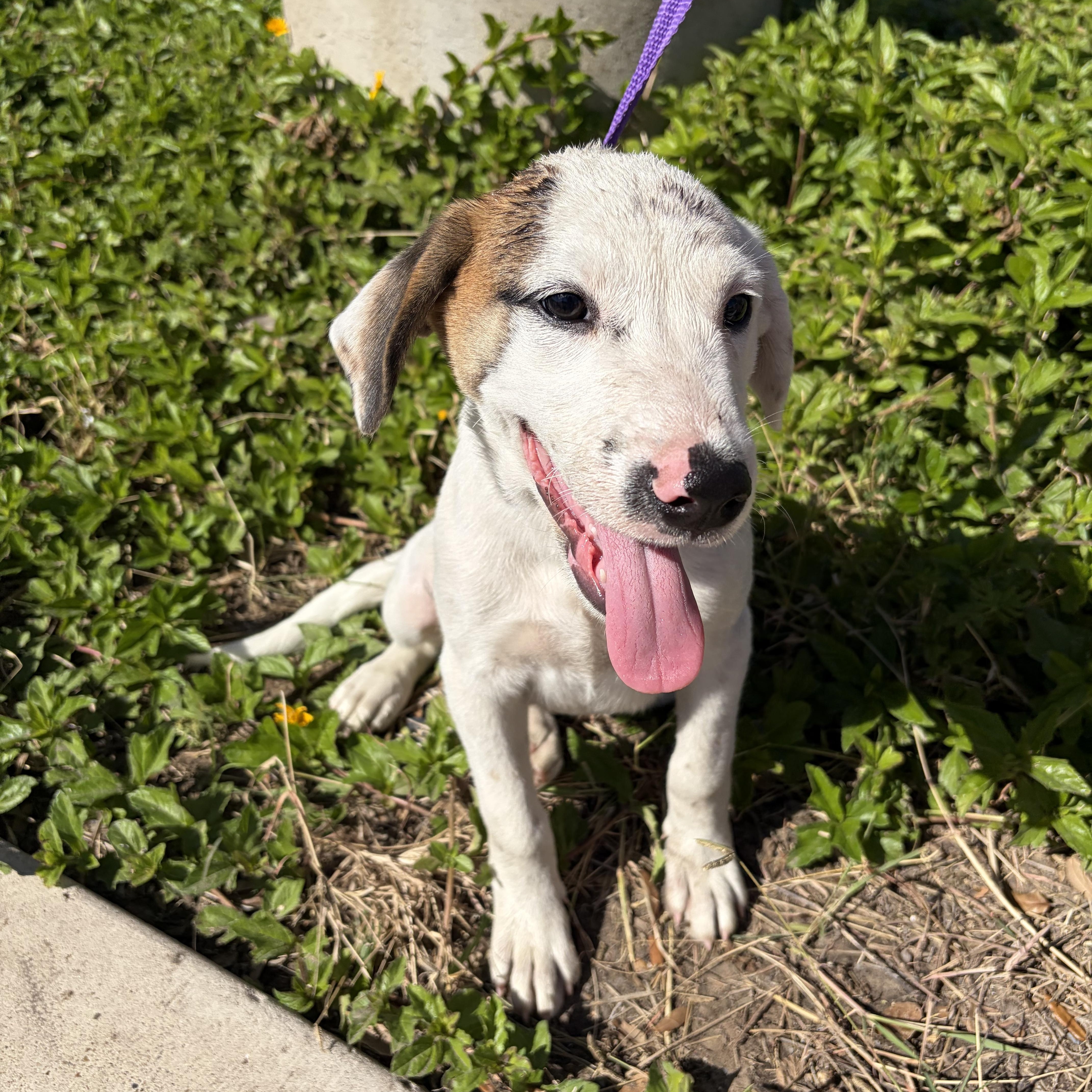 Lucas — thumbnail 3