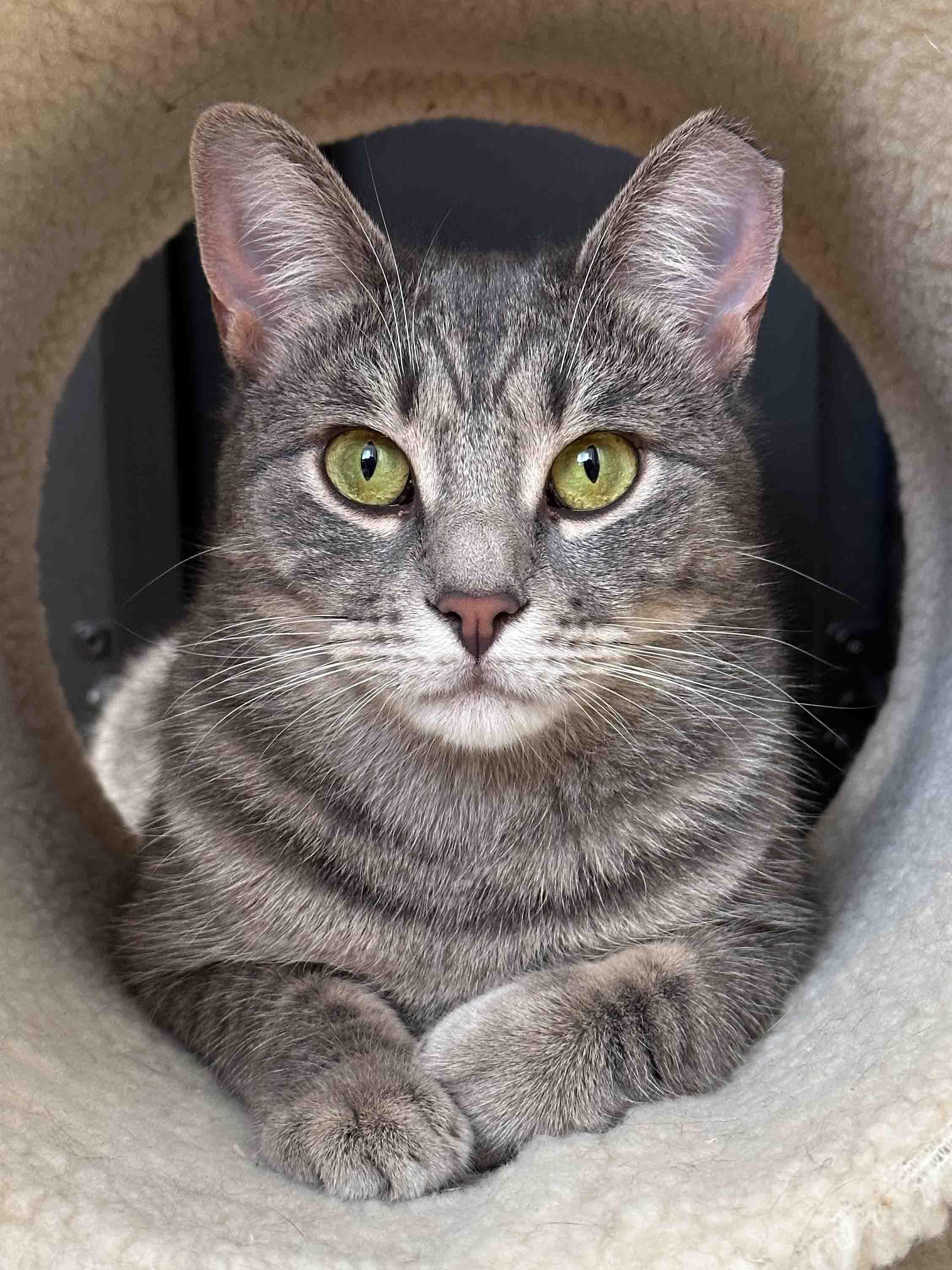 Enlarge Xena, a Adoptable Domestic Short Hair in Stamford, CT image 1/6