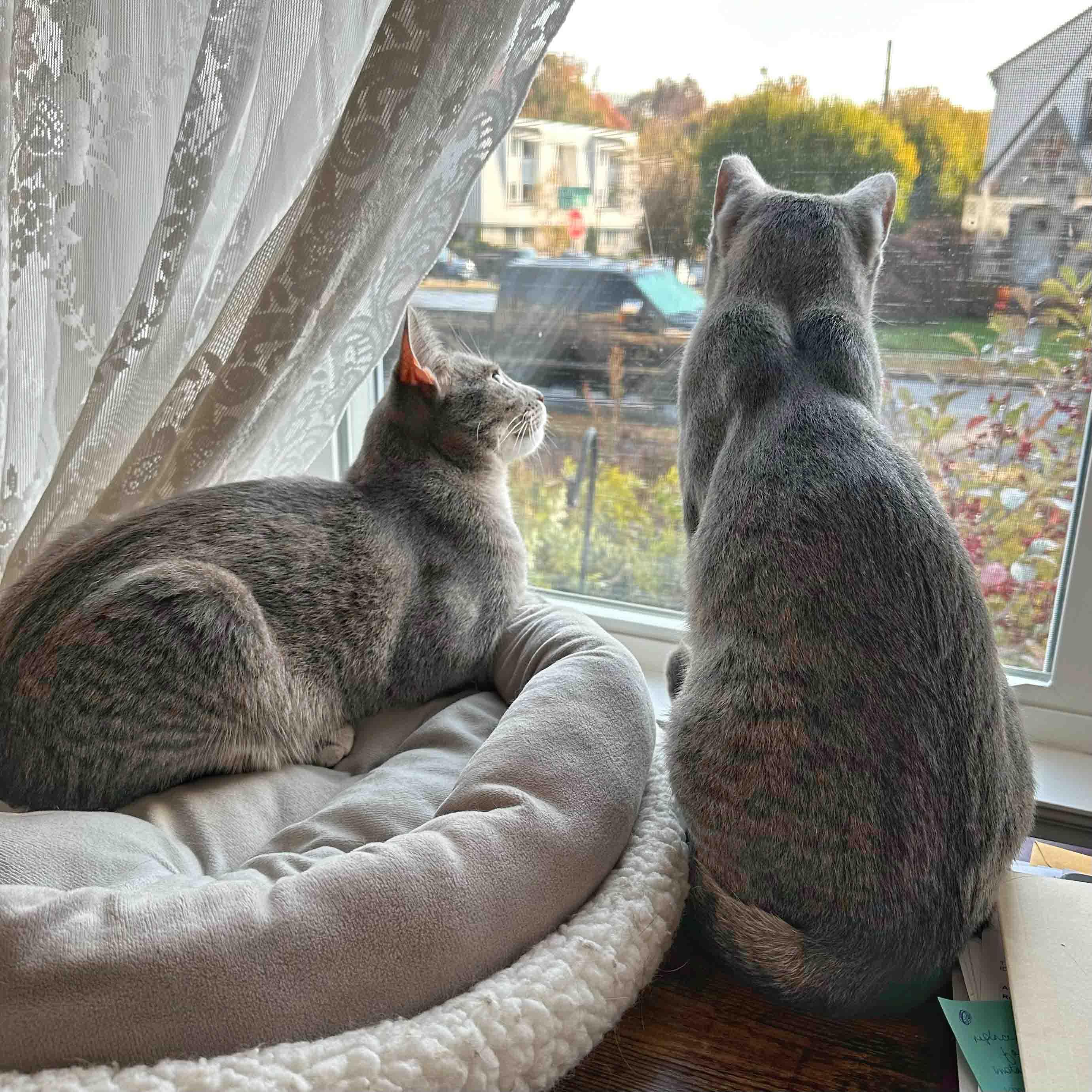 Enlarge Xena, a Adoptable Domestic Short Hair in Stamford, CT image 4/6