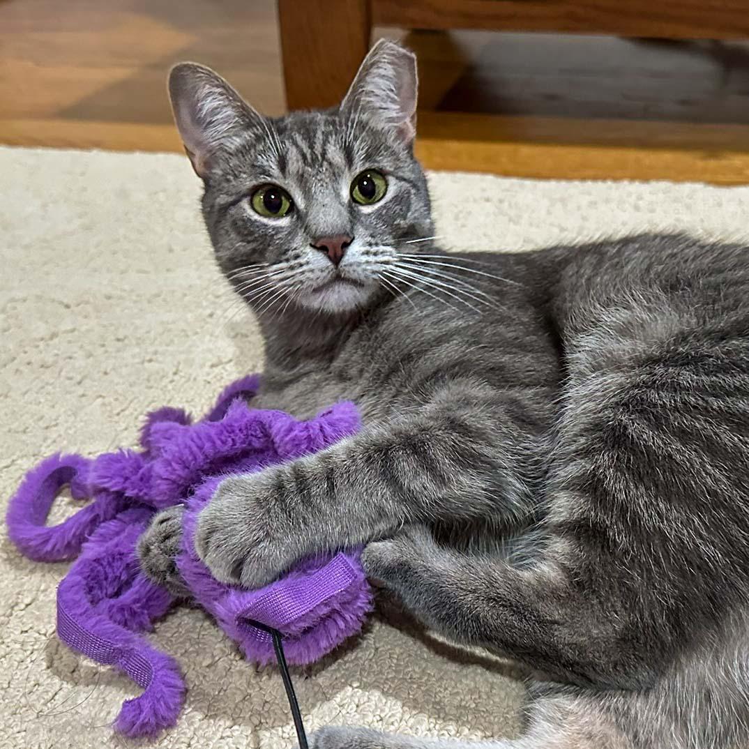 Enlarge Xena, a Adoptable Domestic Short Hair in Stamford, CT image 6/6