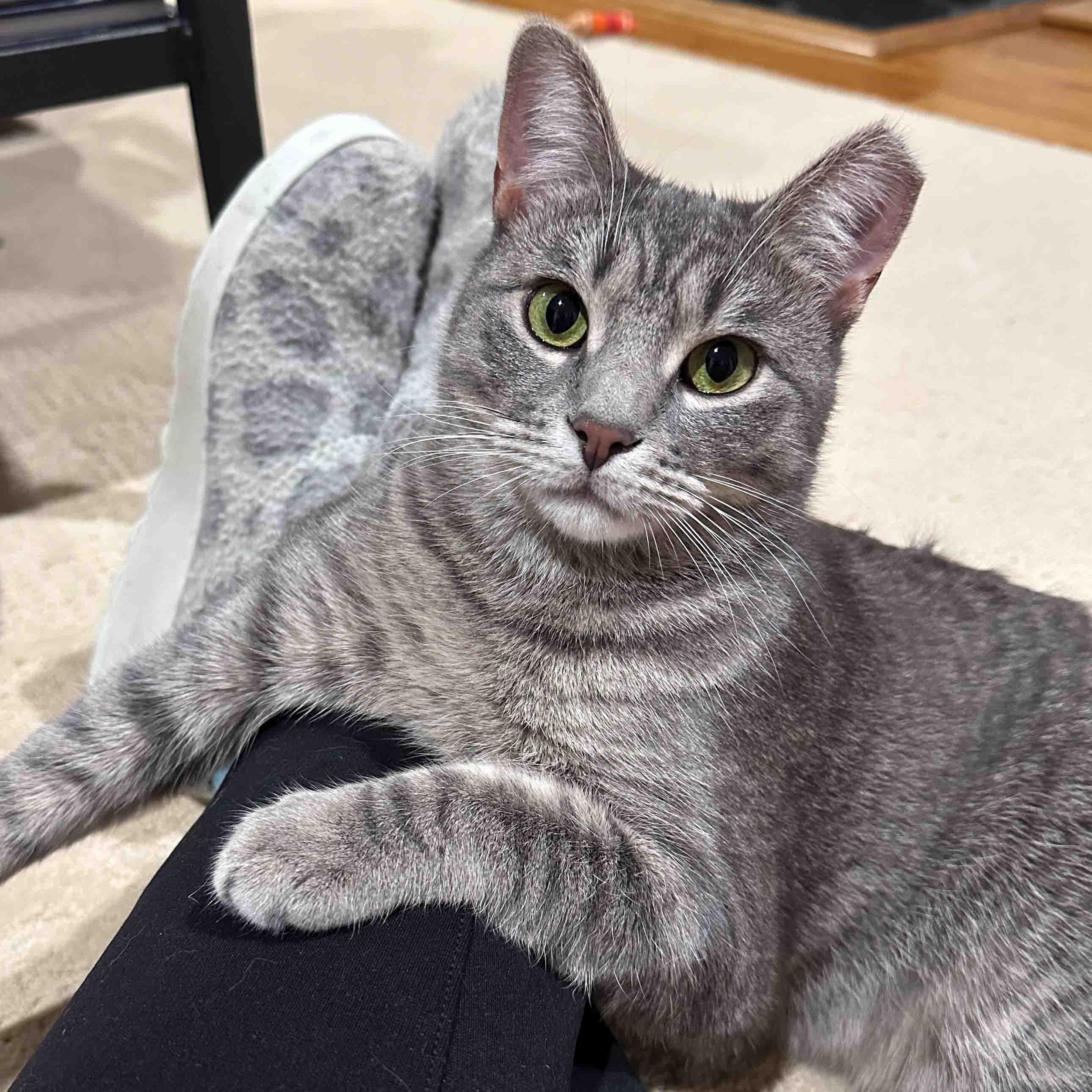 Xena, Adoptable, Young Female Domestic Short Hair.