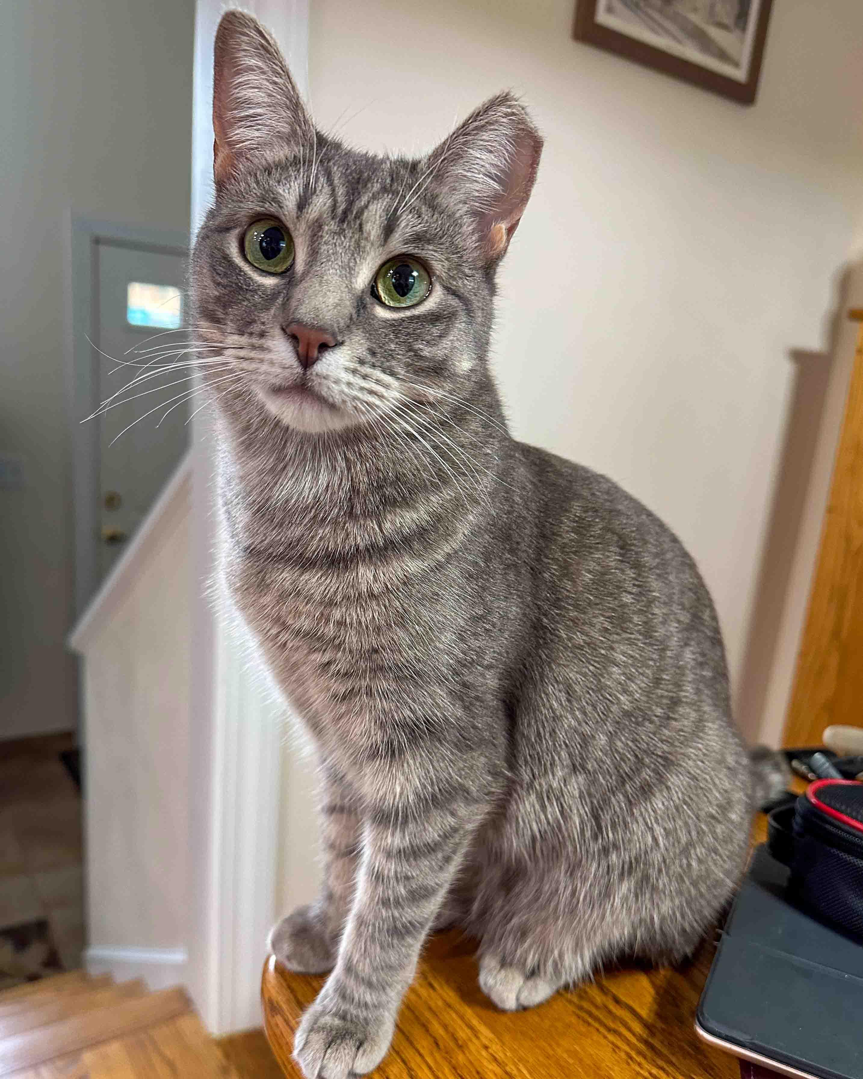 Enlarge Xena, a Adoptable Domestic Short Hair in Stamford, CT image 3/6