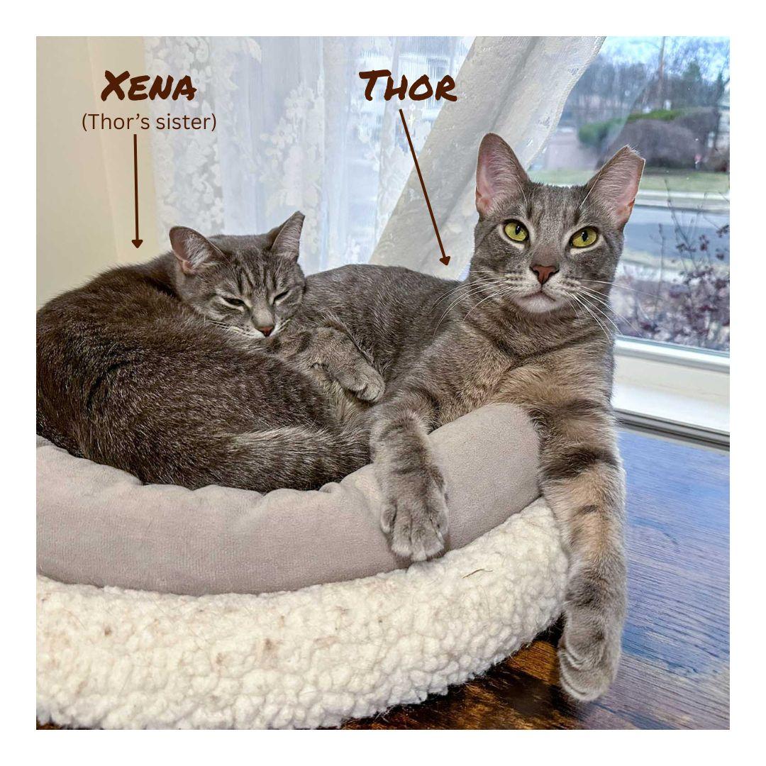 Enlarge Xena, a Adoptable Domestic Short Hair in Stamford, CT image 2/6