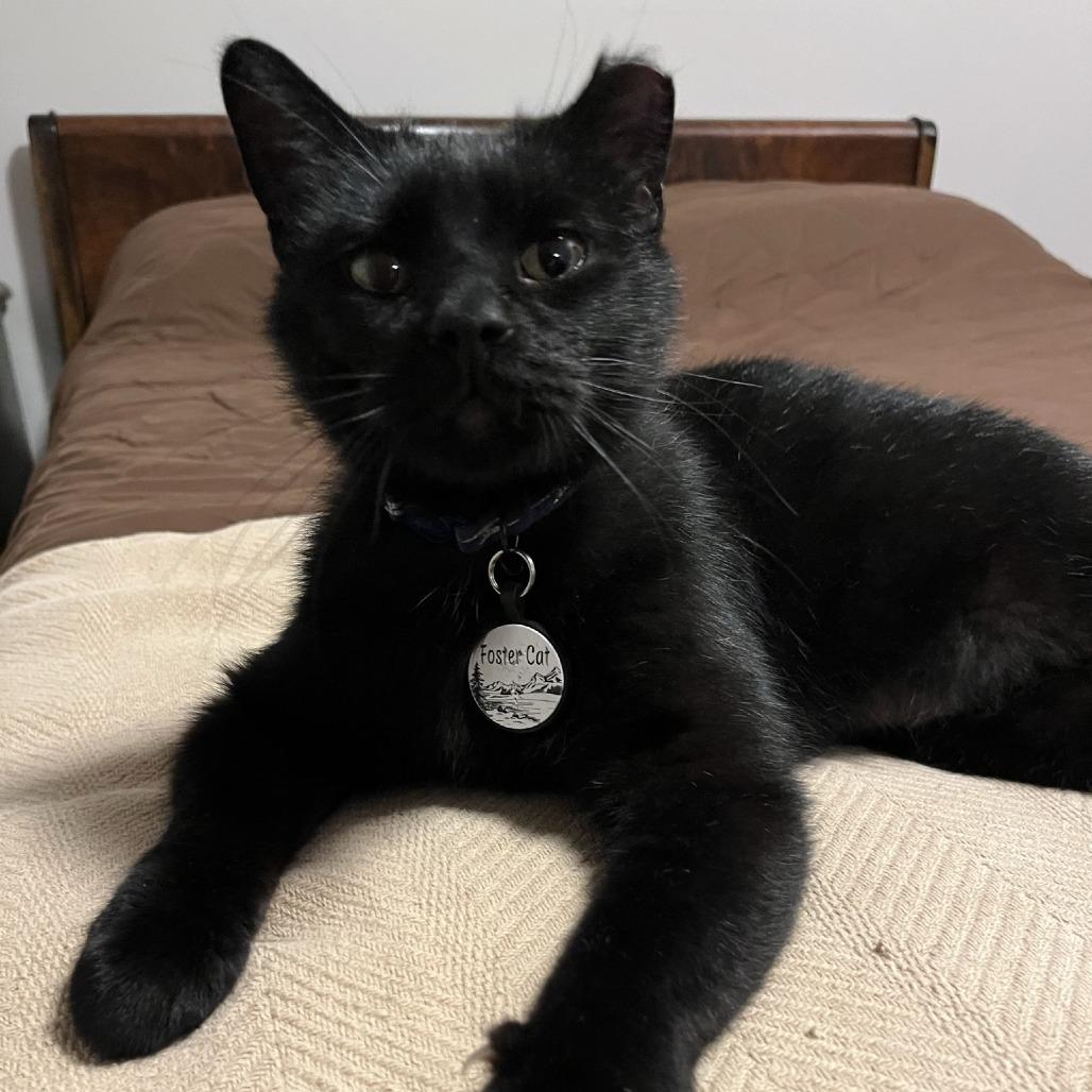 Remington-C, Adoptable, Adult Male Domestic Short Hair.