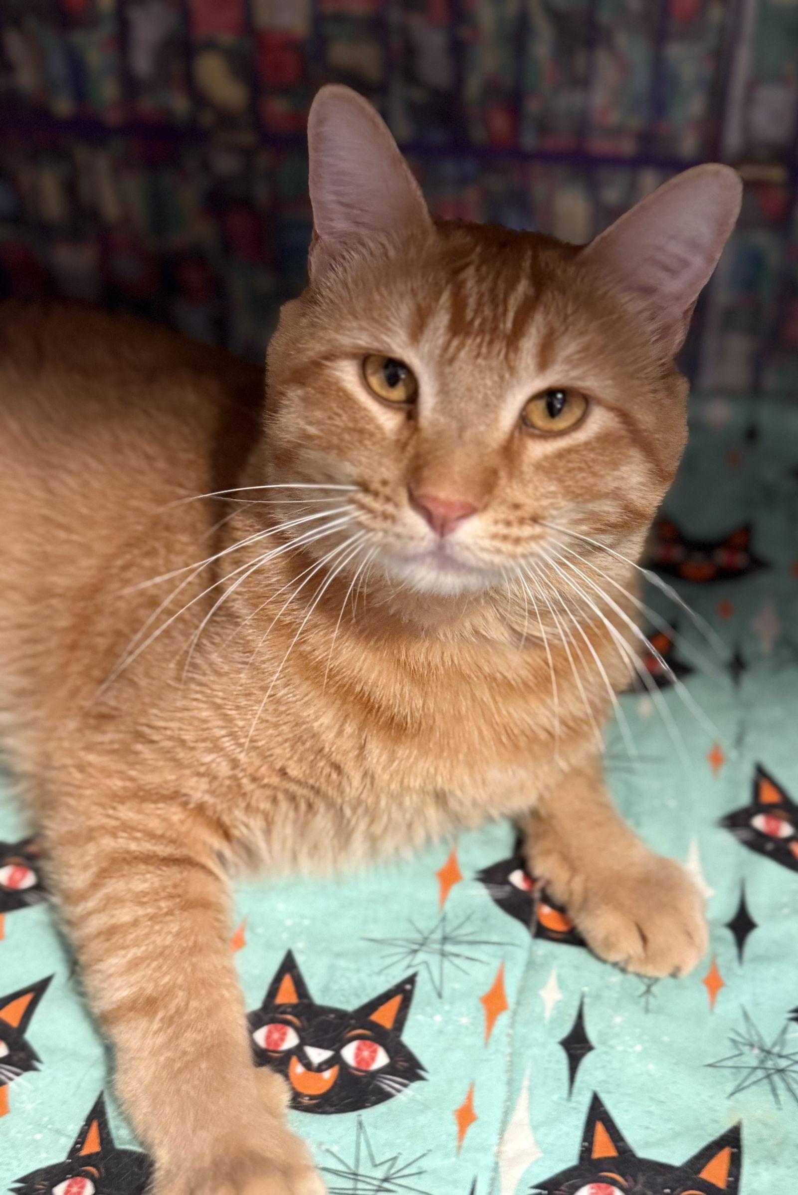 Enlarge garfield, a Adopted mixed breed in San Jose, CA image 1/3