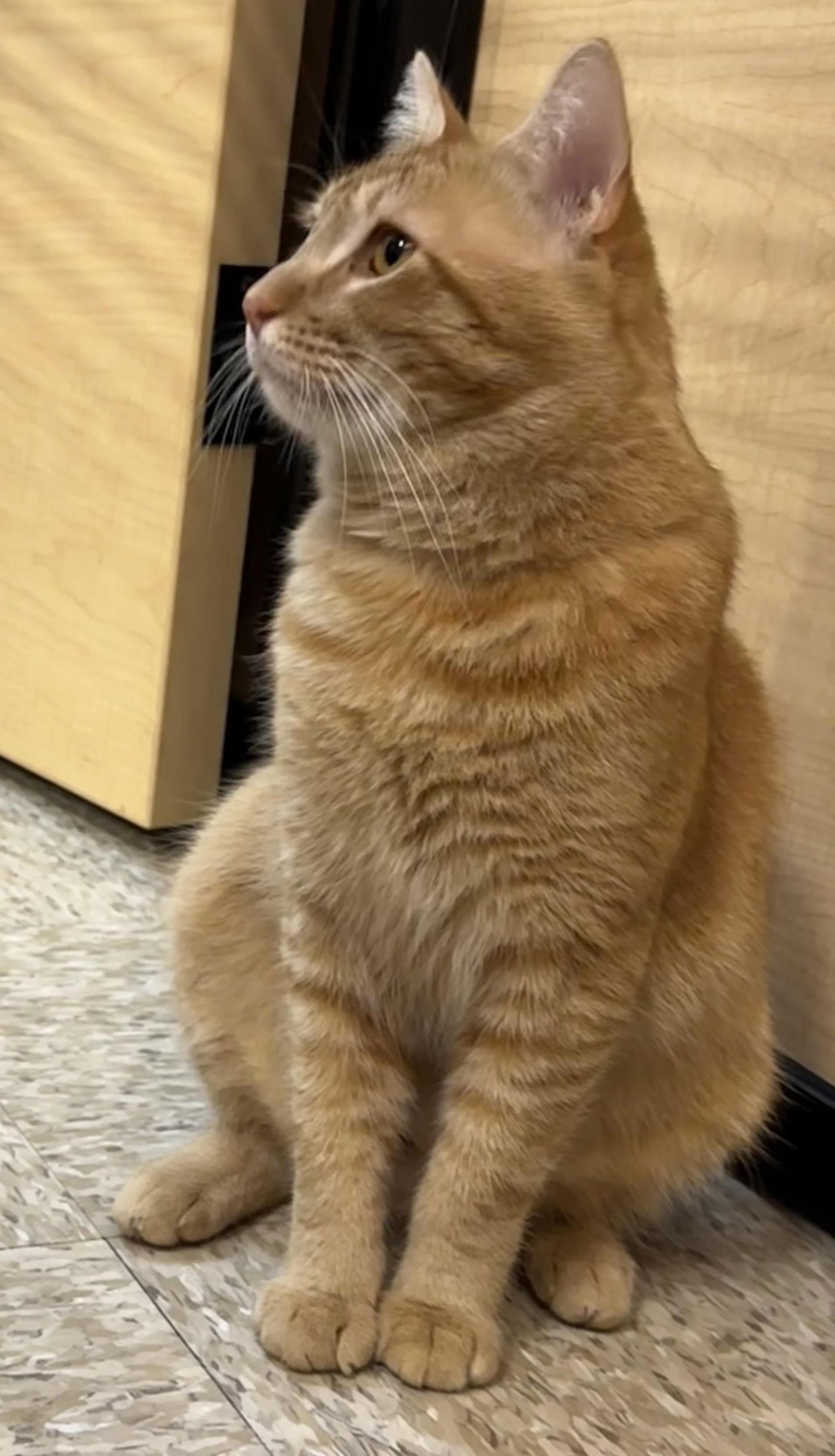 Enlarge garfield, a Adopted mixed breed in San Jose, CA image 2/3